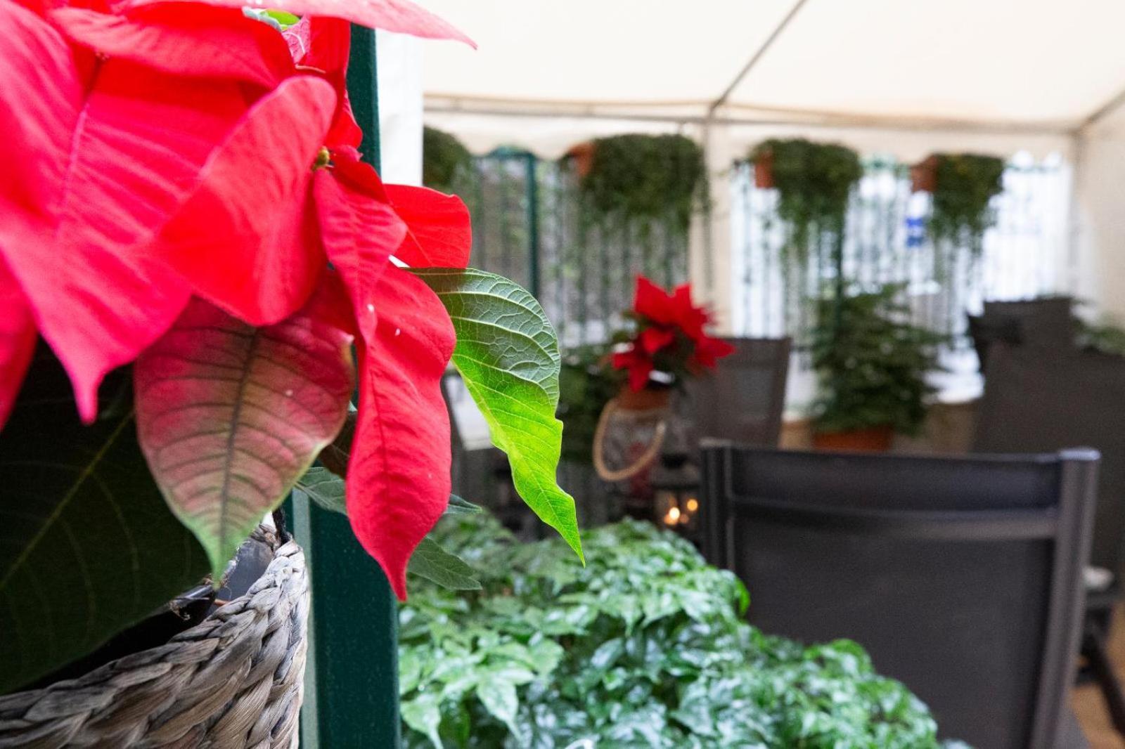 Flatinrome Trastevere Deluxe Rooms - Green Patio Zewnętrze zdjęcie